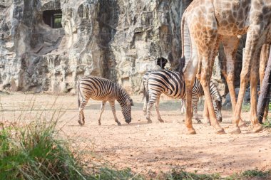  tayland açık hayvanat bahçesinde yeşil parkta zebra