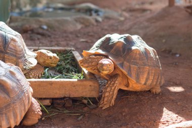 Sulcata kaplumbağası,Afrika kaplumbağası (Geochelone sulcata) dünyadaki en büyük kaplumbağa türlerinden biridir..