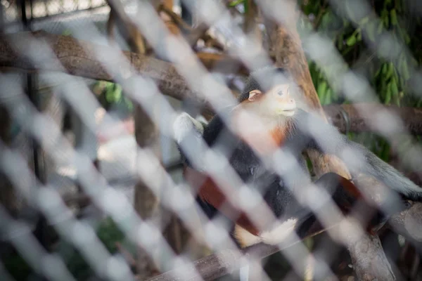 Rotschenkel Douc Pygathrix Nemaeus Zoo Von Thailand Selektiver Fokus — Stockfoto