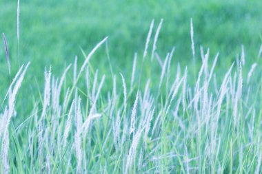 Güneşli bir günde çiçek otu ile güzel bir yaz. (yumuşak odak ve vintage etkisi)