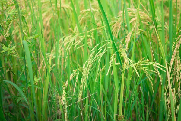 Arroz Verde Campo Agrícola Cultivado Estágio Inicial Desenvolvimento Plantas Agrícolas — Fotografia de Stock