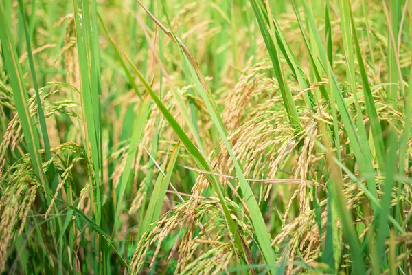 Green rice in Cultivated Agricultural Field Early Stage of Farming Plant Development (Selective Focus with Shallow Depth of Field)