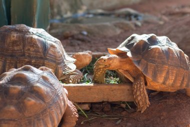 Sulcata kaplumbağası,Afrika kaplumbağası (Geochelone sulcata) dünyadaki en büyük kaplumbağa türlerinden biridir..