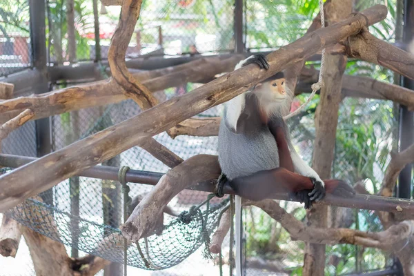 Rood Shanked Douc Pygathrix Nemaeus Dierentuin Van Thailand Selectieve Focus — Stockfoto