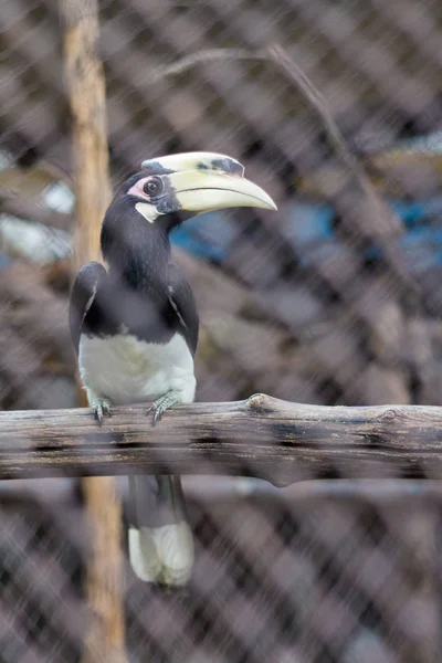 Antracoceros Albirostris Oosterse Bonte Neushoornvogel Dierentuin Van Thailand — Stockfoto