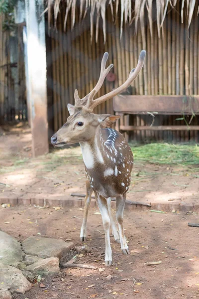 Chital Chetal Também Conhecido Como Veado Manchado Cervo Eixo Que — Fotografia de Stock