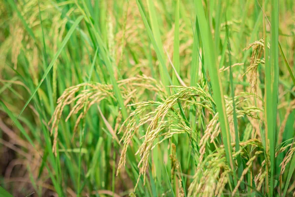 Green rice in Cultivated Agricultural Field Early Stage of Farming Plant Development (Selective Focus with Shallow Depth of Field)