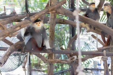 Tayland hayvanat bahçesinde kırmızı saplı Douc (Pygathrix nemaeus) (seçici odak) 