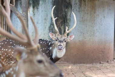 Chital veya cheetal aynı zamanda tayland hayvanat bahçesinde yaşayan benekli geyik veya eksen geyik olarak da bilinir