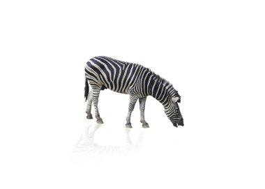 Beyaz arka planda yalıtılmış Zebra portresi (kırpma yolu)