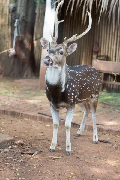 Den Chital Eller Cheetal Även Känd Som Fläckiga Rådjur Eller — Stockfoto