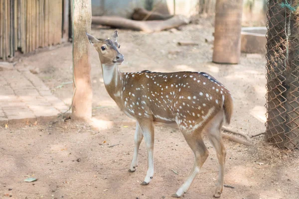 Den Chital Eller Cheetal Även Känd Som Fläckiga Rådjur Eller — Stockfoto