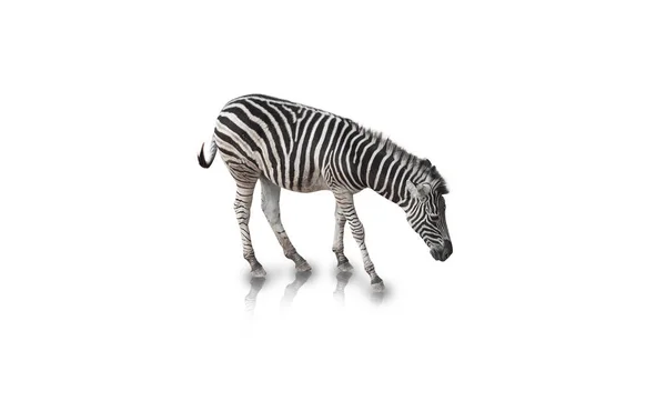 Portrait Zebra Isolated White Background Clipping Path — Stock Photo, Image