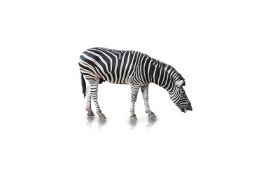 Beyaz arka planda yalıtılmış Zebra portresi (kırpma yolu)