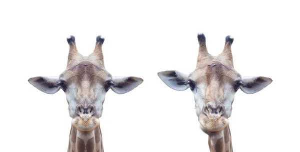 Giraffe Face Isolated Isolated White Background — Stock Photo, Image