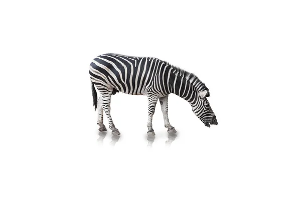 Zebra Portré Izolált Fehér Alapon Vágógörbe — Stock Fotó