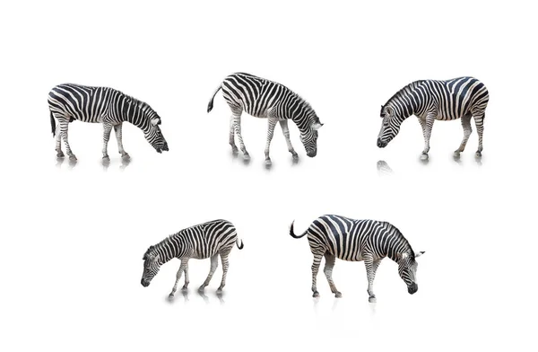 Birçok Pozlar Zebras Bir Portre Beyaz Arka Planda Izole — Stok fotoğraf