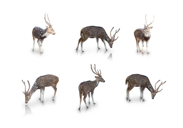 Beyaz arka planda izole edilen chital veya benekli geyik