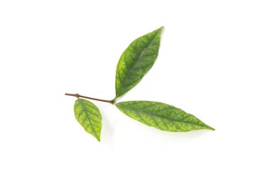 Beyaz arkaplanda yeşil yaprak izole edildi