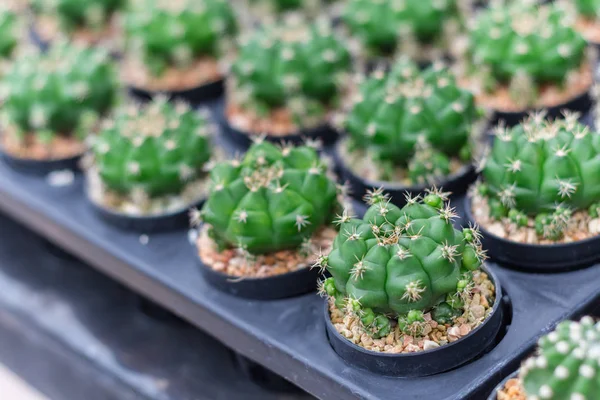 Pianta di cactus in vaso da fiori. Molti cactus per decorare il giardino — Foto Stock