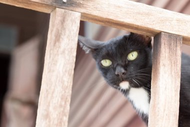 Sevimli siyah kedi yukarı bakıyor