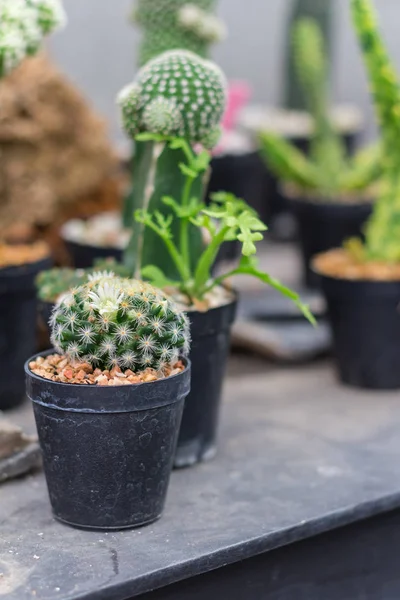 Tanaman kaktus kecil di pot bunga. Banyak kaktus untuk dekorasi taman — Stok Foto