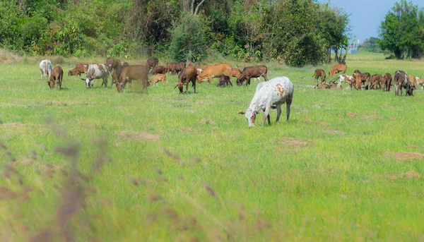 Vacas pastando en la granja con campo verde en el día de buen tiempo —  Fotos de Stock