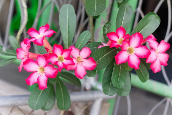 Pembe Çöl Gül veya Impala Lily veya Mock Azalea çiçek tropi gelen