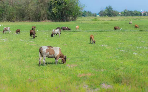 Корови пасуться на фермі з зеленим полем у добру погоду — стокове фото