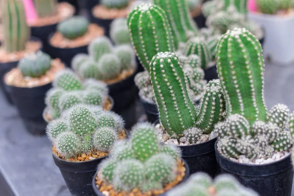Pequeña planta de cactus en maceta. Muchos cactus para la decoración del jardín — Foto de Stock