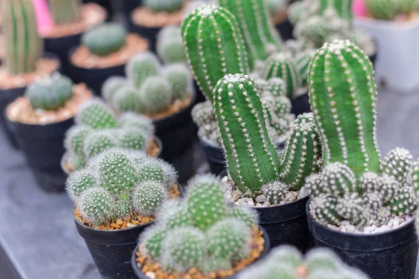 Pianta di cactus in vaso da fiori. Molti cactus per decorare il giardino — Foto Stock