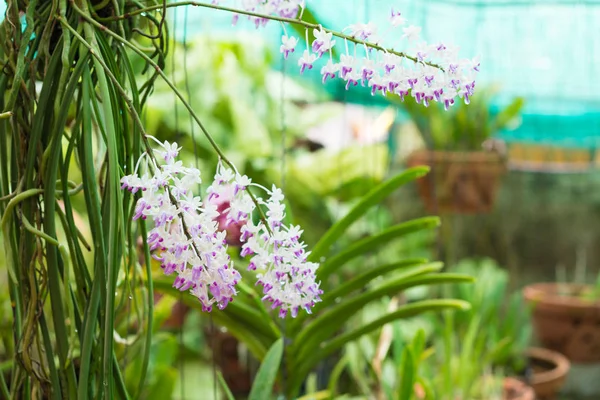 Flores de orquídea com folhas em jardim de flor — Fotografia de Stock