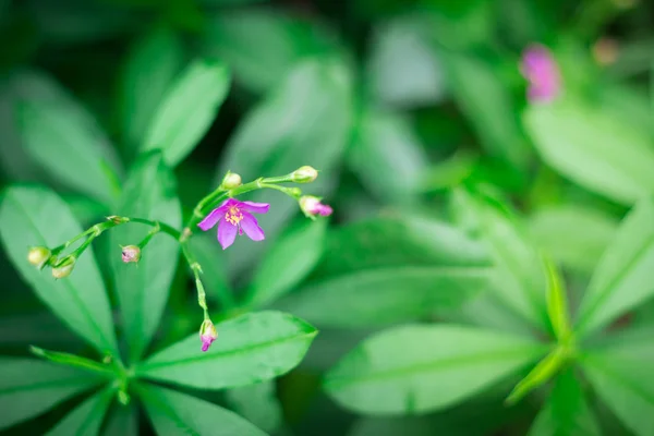 Kleine paarse bloemen in de groene tuin — Stockfoto