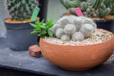 Saksı içinde küçük bir kaktüs fabrikası. Bahçe dekoras için birçok kaktüs
