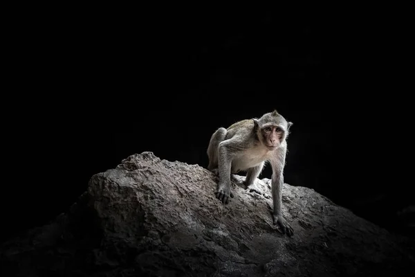 Mono macaco sentado en la roca en la cueva — Foto de Stock