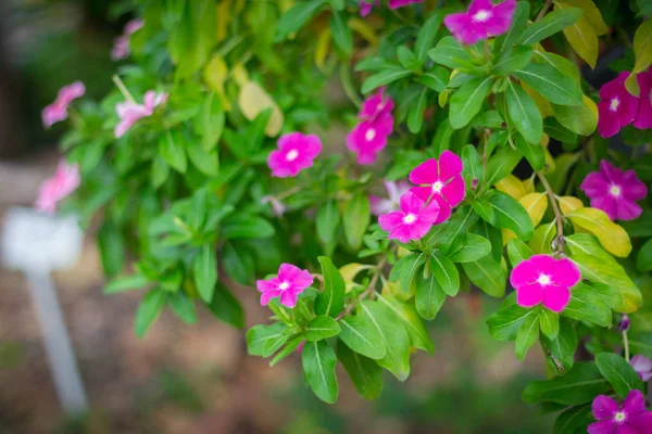 Catharanthus roseus bloem of Rosy maagdenpalm in de tuin — Stockfoto
