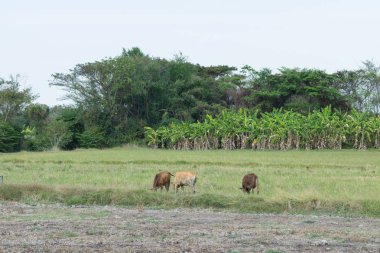 İyi havalarda yeşil alan ile çiftlikte otlama inekler