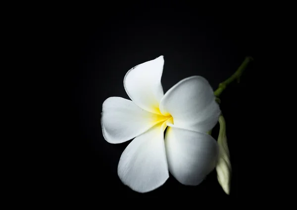 흰색 플루메리아 또는 프란지파니에 검은 배경 테마 — 스톡 사진