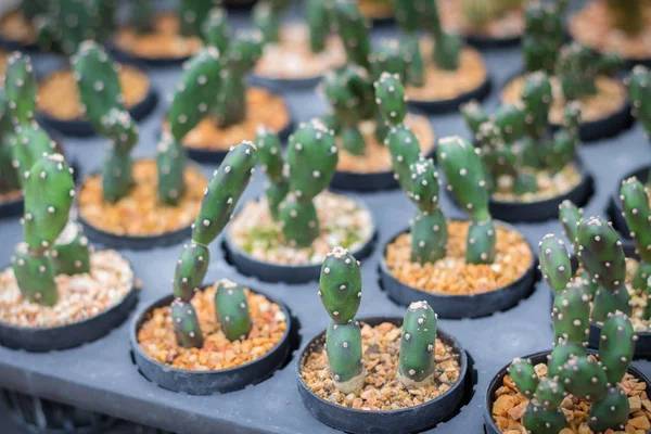 Pianta di cactus in vaso da fiori. Molti cactus per decorare il giardino — Foto Stock