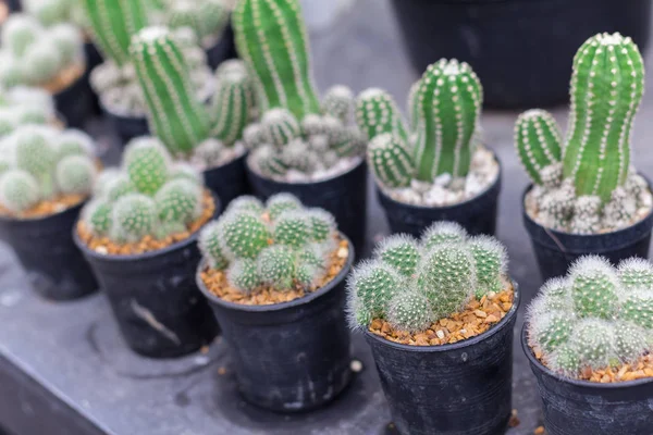 Pianta di cactus in vaso da fiori. Molti cactus per decorare il giardino — Foto Stock