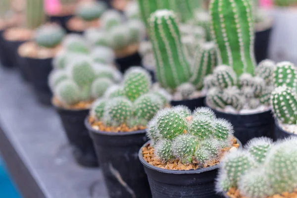 Pianta di cactus in vaso da fiori. Molti cactus per decorare il giardino — Foto Stock