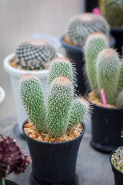 Mała roślina kaktusów w doniczce. Wiele kaktusów do ogrodu dekoracji — Zdjęcie stockowe