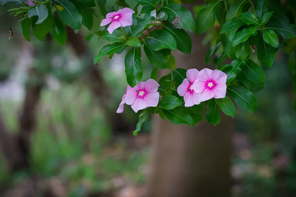 Catharanthus roseus bloem of Rosy maagdenpalm in de tuin — Stockfoto