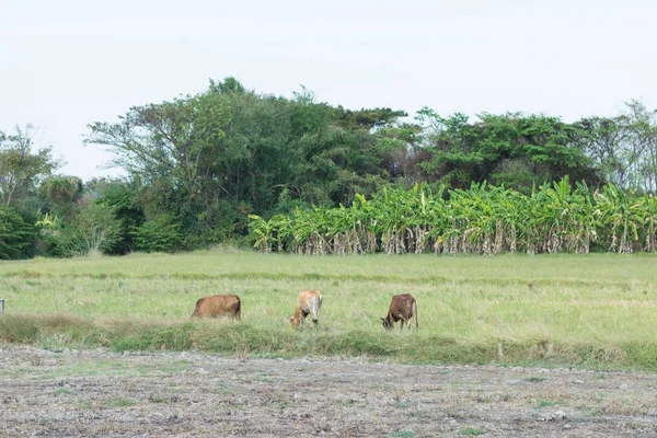 Αγελάδες που βοσκούν σε αγρόκτημα με πράσινο χωράφι στην καλή μέρα του καιρού — Φωτογραφία Αρχείου