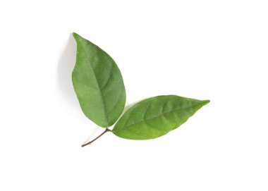 Beyaz arkaplanda yeşil yaprak izole edildi