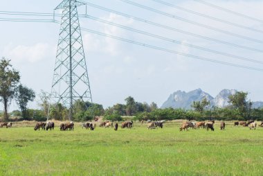 İyi havalarda yeşil alan ile çiftlikte otlama inekler