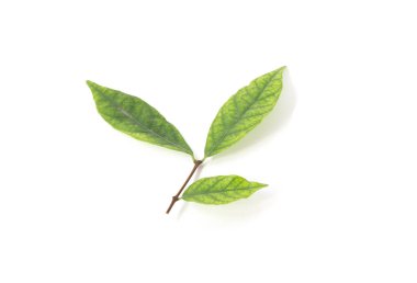 Beyaz arkaplanda yeşil yaprak izole edildi
