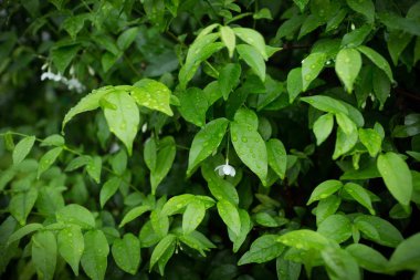 Yeşil çalılar arka plan. Doku arka planını bırakır