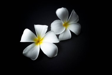 Beyaz Plumeria veya kırmızı arka plan temasında frangipani