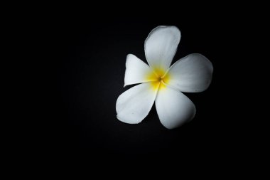 Beyaz Plumeria veya kırmızı arka plan temasında frangipani